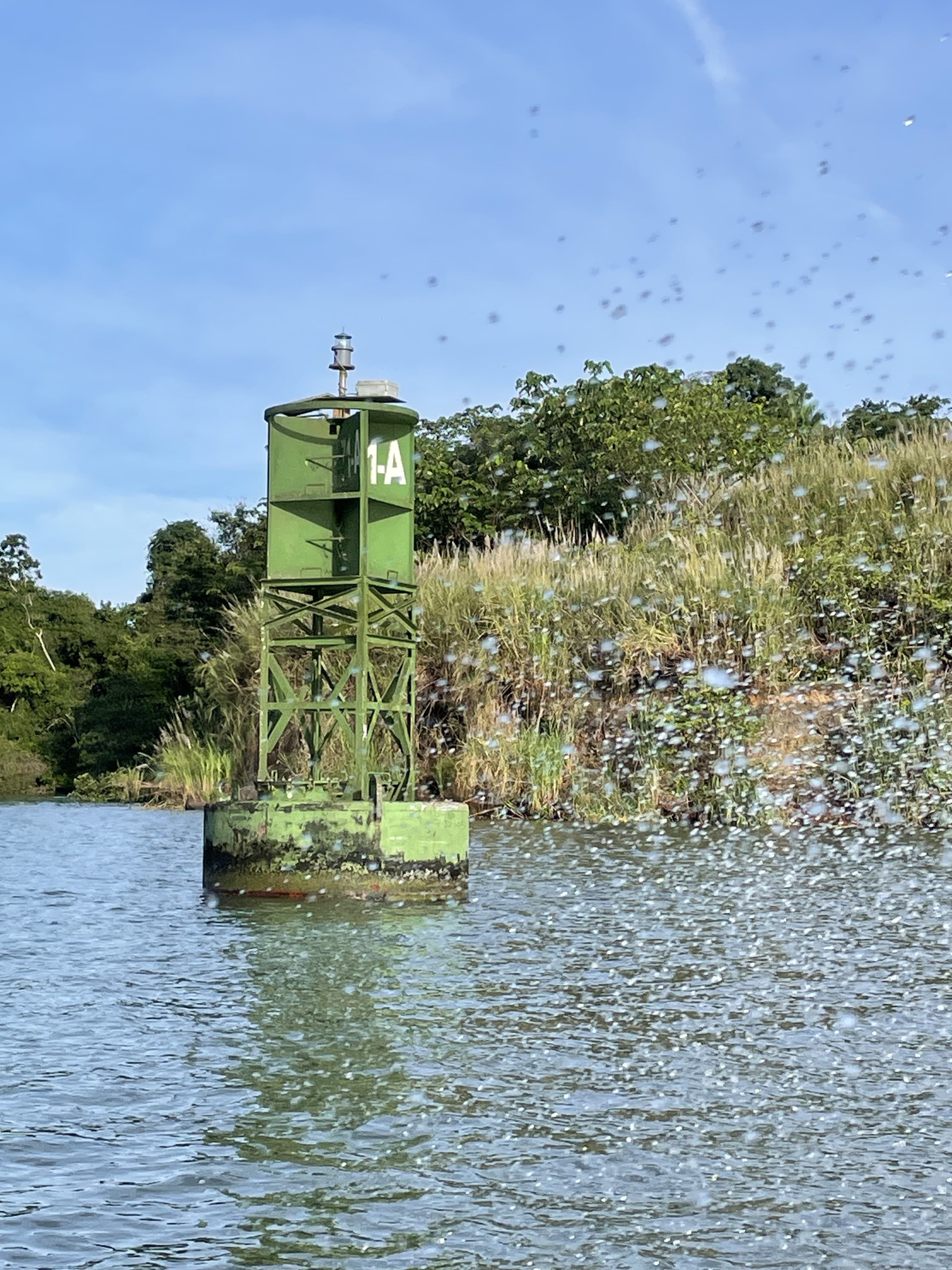 Green navigation buoy marked 1-A on the water in front of a green bank