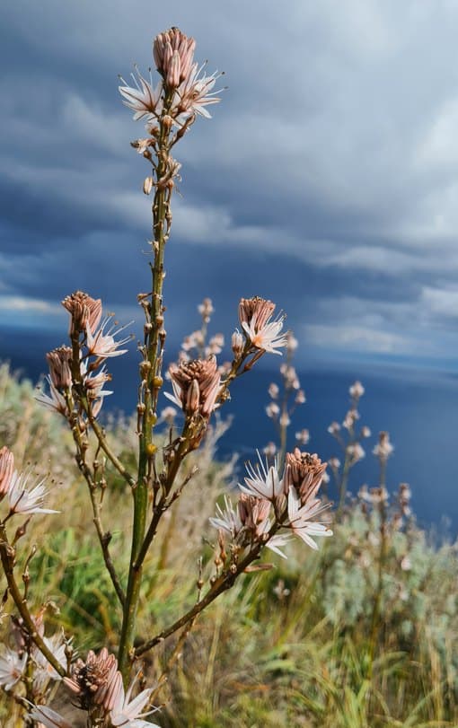 Wild flowers on a hillside above the sea